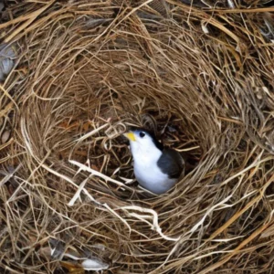 Artistic representation for Birds have culture . Just look at these nests .